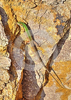 Green lizard on rock surface