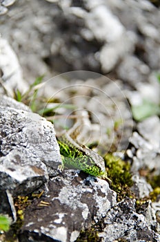 Green lizard on the rocks
