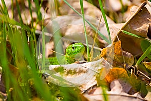 green lizard sit in grass