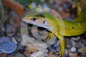 Green lizard