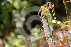 Green lizard sitting on the stick
