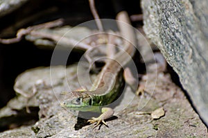 Green lizard