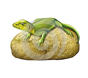 Green lizard on a stone