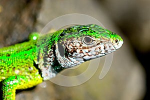 A green lizard on the sunshine