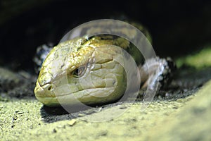 green lizard (Tiliqua gigas)