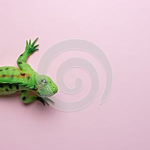 Green lizard toy on pastel pink background. Minimal art concept