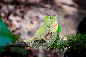 Green lizard on a tree. Beautiful closeup animal reptile in the nature wildlife habitat, Sinharaja, Sri Lanka