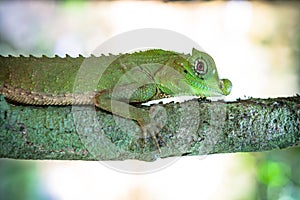 Green lizard on a tree. Beautiful closeup animal reptile in the nature wildlife habitat, Sinharaja, Sri Lanka