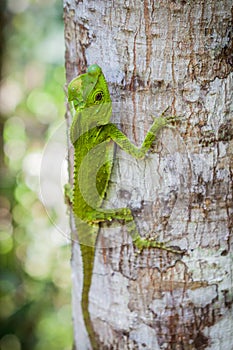 Green lizard on a tree. Beautiful closeup animal reptile in the nature wildlife habitat, Sinharaja, Sri Lanka