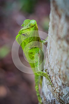 Green lizard on a tree. Beautiful closeup animal reptile in the nature wildlife habitat, Sinharaja, Sri Lanka
