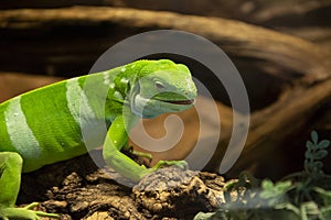 Green lizard on tree closeup detail