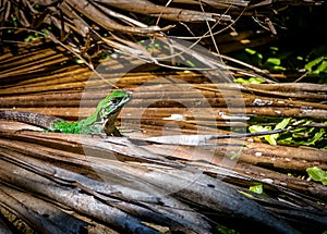 Green Lizard - Tulum, Mexico