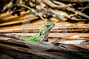 Green Lizard - Tulum, Mexico
