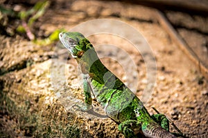 Green Lizard - Tulum, Mexico