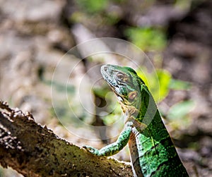 Green Lizard - Tulum, Mexico