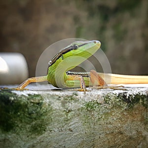 the green lizard was sunbathing on the edge of the pool. photographed in focus. Pose lizzard