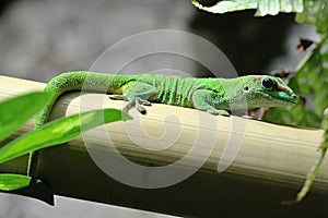 Green Lizard in the Wood