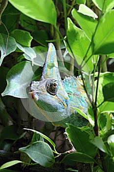 Green Lizard in the Wood