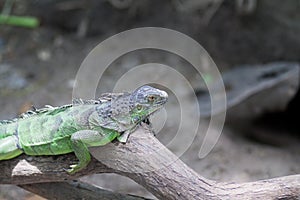 Green Lizard on wood , Thailand