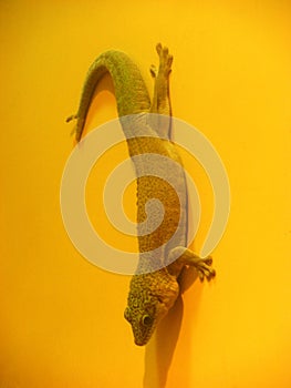 Green lizard on yellow wall