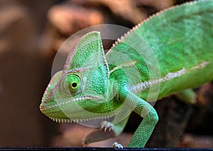 green lizard Yemeni Chamaeleonidae on a branch Close up. photo