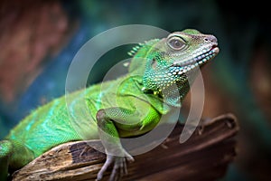 Green lizards
