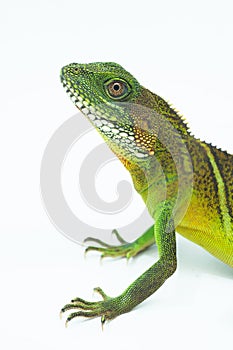 Green lizards.Chinese water dragon