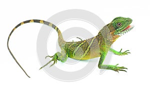 Green lizards.Chinese water dragon