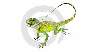 Green lizards.Chinese water dragon