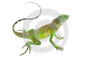 Green lizards.Chinese water dragon