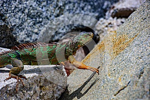 Green lizards iguana. And in the subfamily Iguanidae. photo
