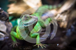 Green lizards photo