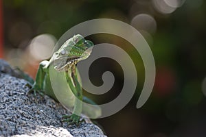 Green Lizzard