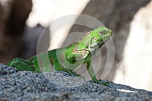 Green Lizzard