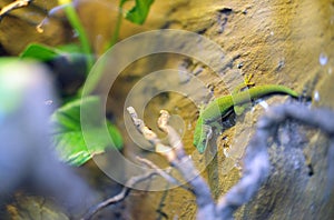 Green Lizzard in natural background