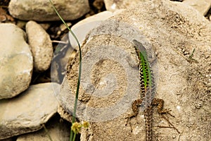 Green lizzard on the rock