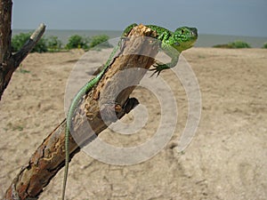 Green lizzard on a tree