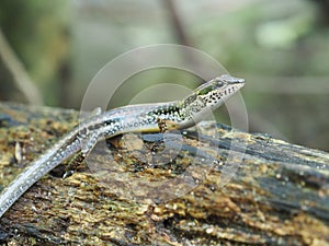 Green lizzard in the tropical forest