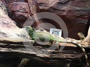 Green lizzards