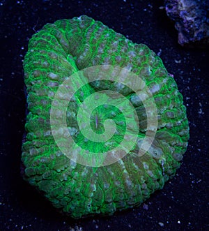 Green lobophyllia brain coral