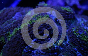 Green Lobophyllia Brain Coral