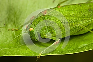 Green Locust
