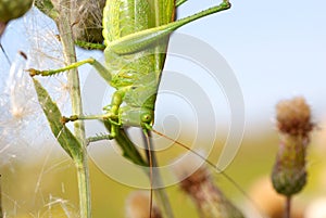 Green locust.