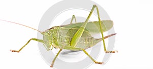 Green locust