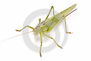 Green locust