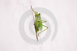 Green locust