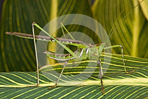 Green locust