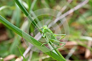 Green locust