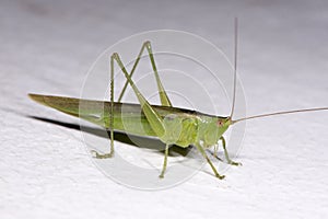 Green Locust