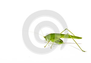 Green locust